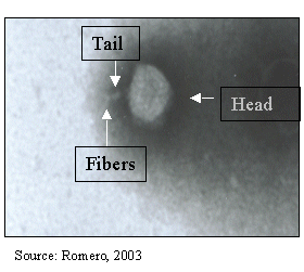 Bacteriophage